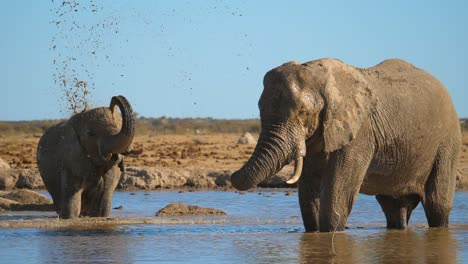 Elephant-standing-in-waterhole-splashes-water-on-itself,-slow-motion