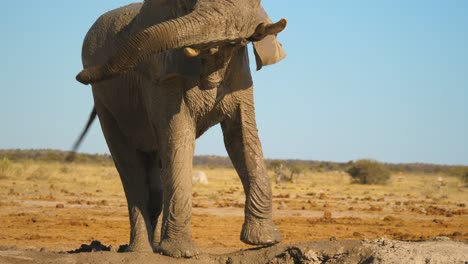 Elefante-Toro-Africano-Sacudiendo-Agresivamente-La-Cabeza-Y-Balanceando-La-Trompa-Para-Alejar-A-Los-Depredadores