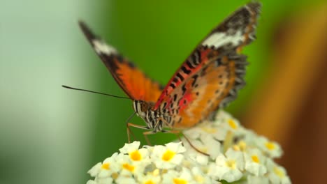 Macro-view-of-beautiful-colorful-monarch-butterfly-sitting-on-flower-during-pollination