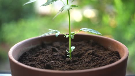 Small-homegrown-cannabis-plant-slowly-growing,-recreational-drugs,-seedling-fresh-from-the-ground-future-plant