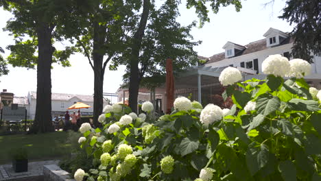 Hydrangeas-in-bloom-in-scenic-Niagara-on-the-Lake,-Ontario