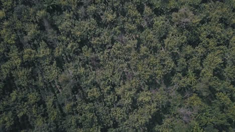 Drone-Aéreo-Volando-Sobre-El-Bosque-Revelando-Volcanes