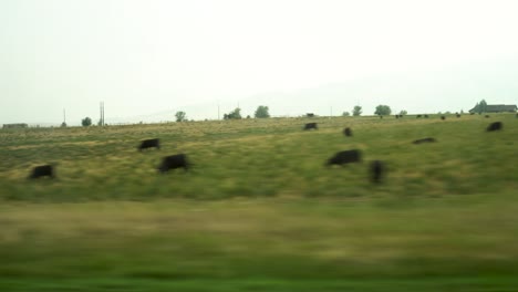 Big-beef-Angus-cows-from-out-the-window-of-a-passing-car