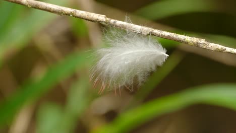 Feather-caught-on-a-branch-moving-in-the-wind