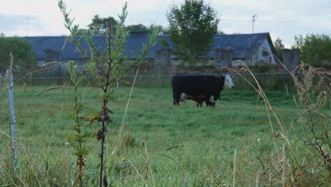 Cow-And-Offspring-Calf-In-A-Farm-Enclosure-Early-Summer-Morning