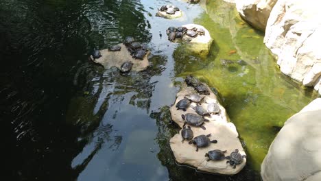 Small-group-of-Turtles-basking-in-the-Sun-next-to-a-small-pond-and-waterfall-in-a-Hong-Kong-green-park