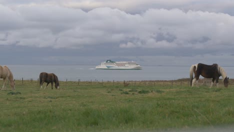 Caballos-En-El-Pasto-Y-El-Transbordador-Irlandés-Que-Pasa