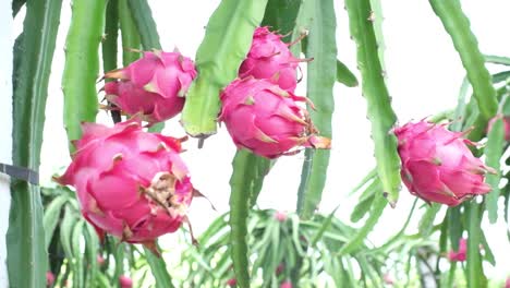 Grüne-Drachenfrucht-Auf-Blauem-Himmelshintergrund-Der-Pflanze-Im-Garten