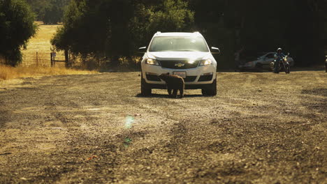 Interacción-De-Un-Cachorro-De-Oso-Joven-Con-Autos-Estacionados-En-El-Parque-Estatal-De-California