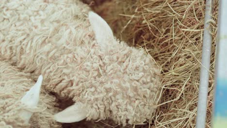 Junge-Dartmoor-Schafe-Mit-Grauem-Gesicht-Und-Dickem-Weißem-Vlies,-Die-Während-Einer-Landwirtschaftsausstellung-In-England,-Großbritannien,-Heu-Fressen---Hochwinkelaufnahme