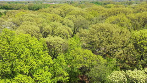 An-aerial-view-over-the-tops-of-green-trees