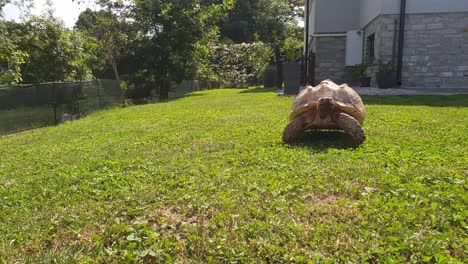 Big-Sulcata-geochelone-turtle-moving-toward-camera