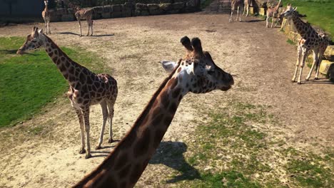 Group-Of-Rothschild's-Giraffe-At-Longleat-Safari-And-Adventure-Park-In-Wiltshire,-England,-UK-On-A-Sunny-Day