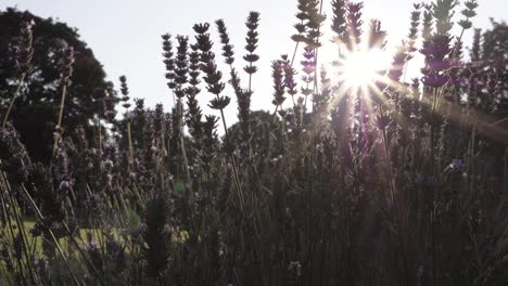 Lavender-flowers-against-sunshine-background-medium-panning-shot