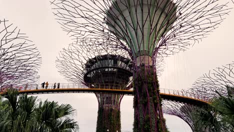 Touristen,-Die-Tagsüber-Die-Wunderschönen-Supertrees-Vom-Geländer-In-Den-Gardens-By-The-Bay-In-Singapur-Aus-Betrachten---Nach-Oben-Geneigte-Aufnahme