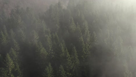 Spooky-Morning-Mist-Above-Coniferious-Forest-in-Highlands-of-Norway,-Aerial-View