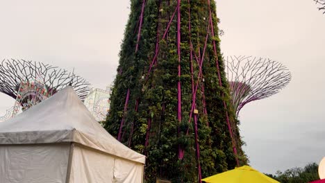 Looking-Up-At-The-Supertrees-At-The-Gardens-By-The-Bay-In-Singapore---Supertree-Grove---Famous-Tourist-Attraction