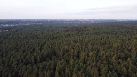 The-drone-is-descending-in-the-beautiful-conifer-forest-in-Lithuania