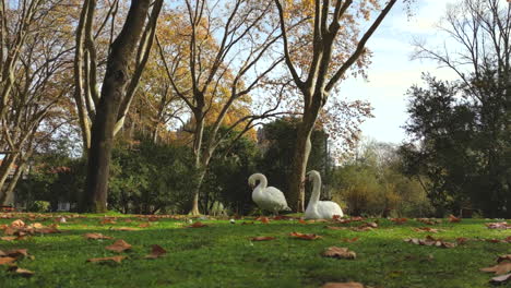 Two-White-Swans-Resting-On-The-Grass-Lawn-At-The-Park---Low-Angle-Shot