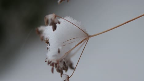Schnee-Sammelt-Sich-Auf-Einer-Kleinen-Getrockneten-Blume