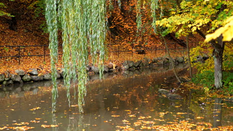 lake-in-the-autumn-forest-park