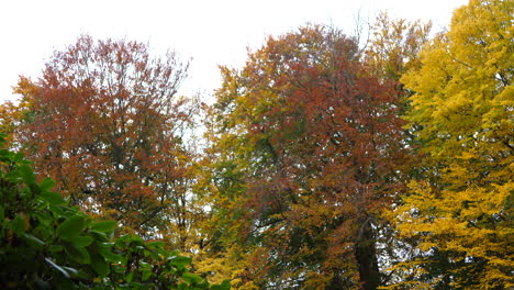 Herbstfarbene-Bäume-Im-Park