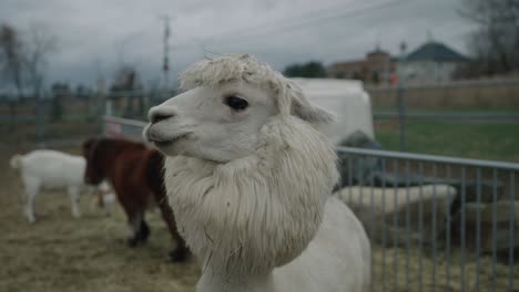 Weißes-Lama-Auf-Einem-Ländlichen-Bauernhof-In-Coaticook,-Quebec,-Kanada---Nackenbärtiges-Lama-Blickt-In-Die-Kamera---Nahaufnahme