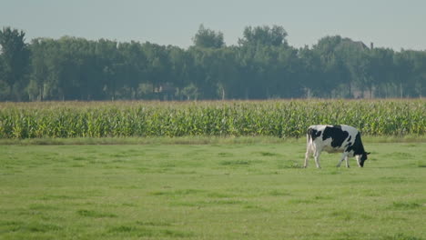 Long-Shot-of-Single-White-Cow-in-Animal-Farm,-Staying-as-a-Captive-with-a-Number-Tag-on-her-Ear,-Chewing-Grass-on-Field-in-slowmo