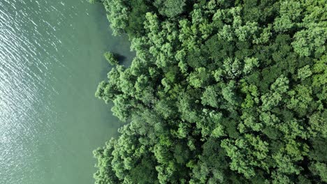 Mangrove-Forest-,-natural-sea-defence,-aerial-drone-fly-over-with-lush-green-foliage-swaying-in-the-wind-along-the-edge-of-emerald-green-sea