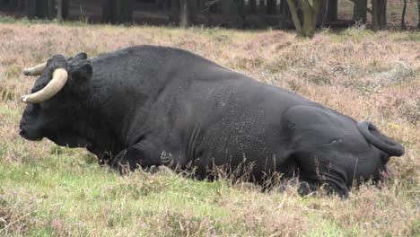 Big-black-ox-laying-in-field-chewing-grass