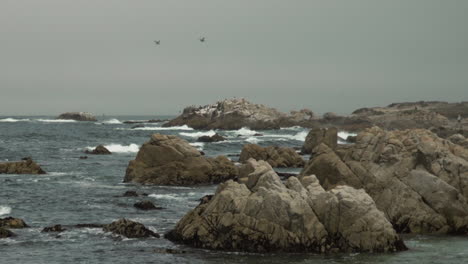 Birds-flying-over-overcast-rocky-beach-dolly-over-waves,-Monterey-California,-rock-formations
