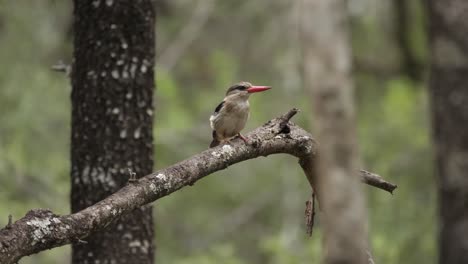Brown-Hooded-Kingfisher-puffs-up,-smooths-down,-perched-on-tree-branch