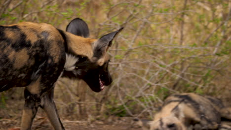 Afrikanischer-Wildhund-Geht-Von-Der-Kamera-Weg-Zu-Einem-Anderen,-Der-Auf-Dem-Boden-Liegt