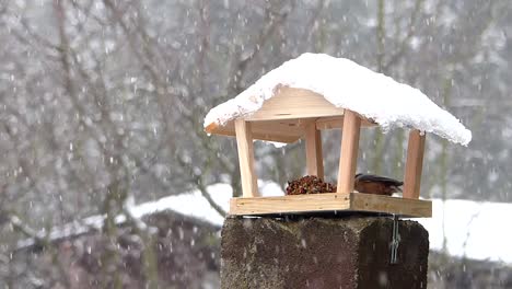 Wooden-bird-feeder-visited-by-wood-nuthatch-while-it-is-snowing-around