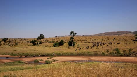 Eine-Riesige-Herde-Von-Gnus-Und-Gnus,-Die-über-Einen-Flachen-Fluss-Und-Durch-Die-Trockengebiete-Wandern-Und-Sich-In-Kenia,-Afrika,-Als-Große-Gruppe-Versammeln