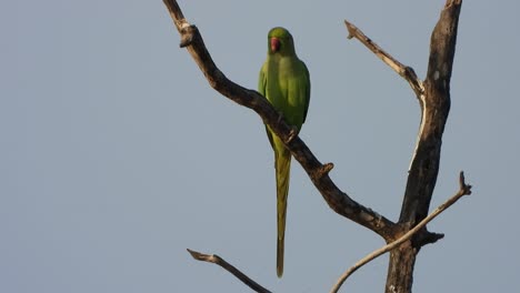 Parrot-in-tree-looking-for-fly-the-sky-.