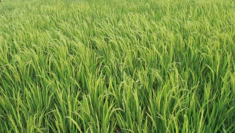 Grüner-Reis-Im-Wind-In-Den-Reisfeldern