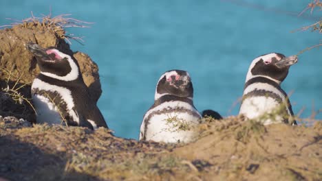 Ruhende-Magellan-Pinguine-An-Einem-Sonnigen-Tag---Statische-Aufnahme