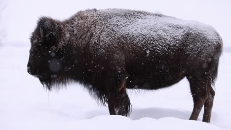 bison-standing-in-frigid-snowstorm