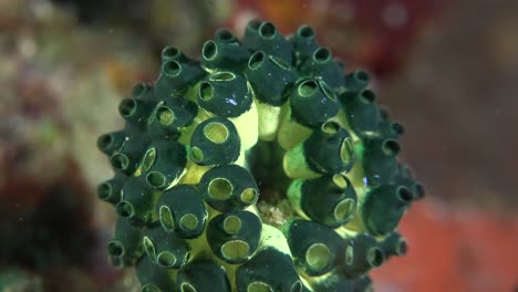 Grüne-Ascidian-Nahaufnahme-Am-Korallenriff