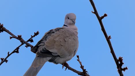 Beautiful-wild-grey-pigeon-watching-and-resting-in-branch-of-tree-against-clear-blue-sky-in-nature