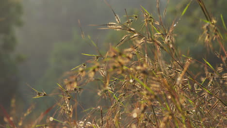 Dolly-zoom-in-shot-of-calm-grass-stalk-during-sunny-day-outdoors-in-nature-with-blurred-forest-background-at-sunrise-morning
