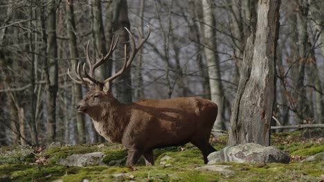 Beautiful-brown-Reindeer-walking-in-the-woods--slow-motion