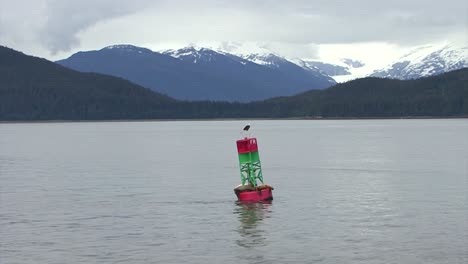 Bold-Eagle-and-Sea-​​lions-resting-on-the-same-navigational-buoy-in-Alaska
