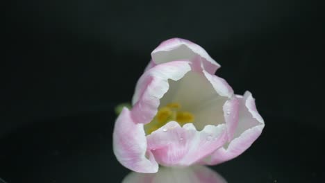 Weiße-Tulpenblume-In-Voller-Blüte,-Die-Sich-Vor-Schwarzem-Hintergrund-Dreht