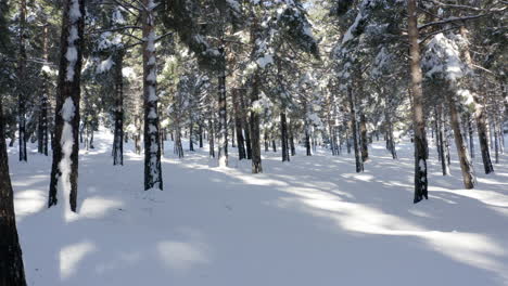 Espesa-Nieve-Blanca-Y-Hermoso-Bosque-De-Pinos-Con-Sol-Y-Sombras-En-El-Suelo