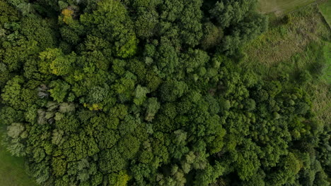 Forest-top-from-a-drone