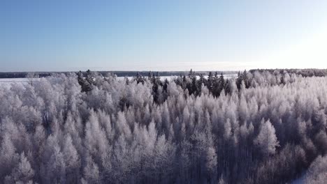Seasonal-forest-in-winter-northern-Europe-covered-with-frost-sunny-daylight-aerial-view