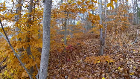 Steadicam-shot-moves-through-gold-colored-autumn-leaves-beside-lake