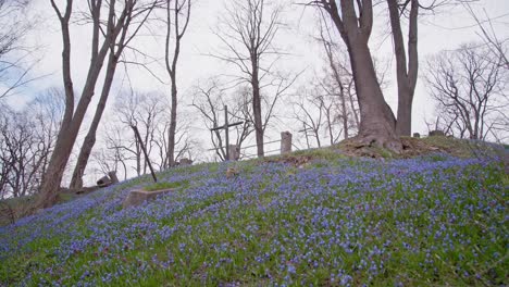 Cruz-Erguida-En-Una-Colina-Cubierta-De-Flores-Hepaticas-Azules-Y-árboles-Que-Crecen-En-El-Fondo